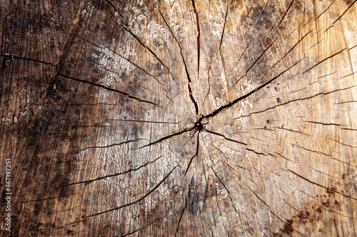 background sawn cracked tree in warm tones of brown
