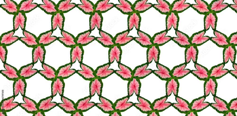 Fototapeta premium Taro plant pattern red in the middle of the leaf