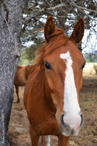 caballo primer plano cara marrón  © Caro