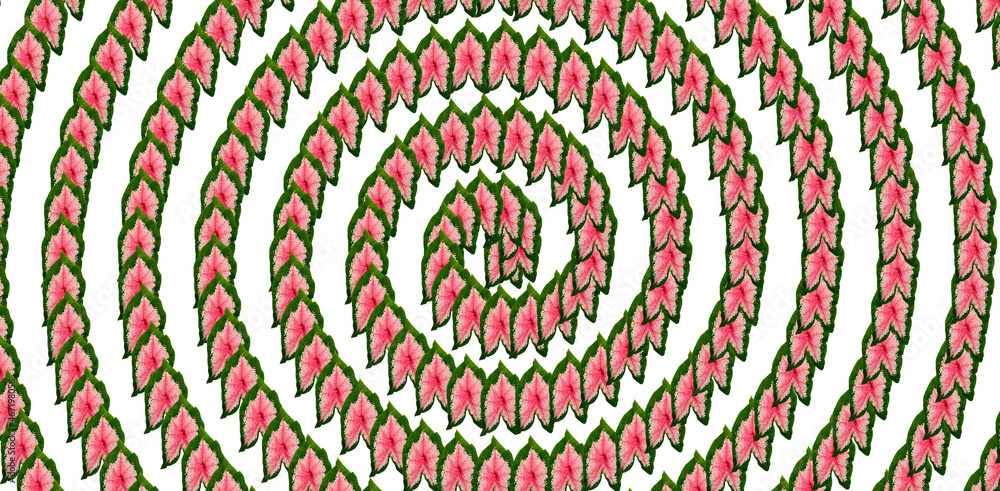 Taro plant pattern red in the middle of the leaf Taro plant pattern red in the middle of the leaf