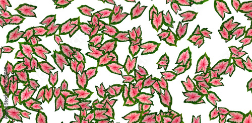 Taro plant pattern red in the middle of the leaf
