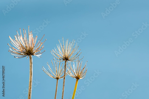 Allium seed heads on blue sky background