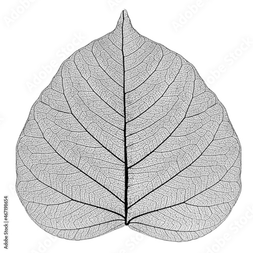 Skeleton Leaf