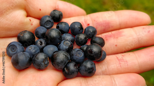 Freshly picked blueberries inside girl's hand.