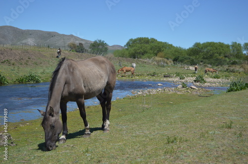 caballos comiendo al costado de un arroyo al aire libre 