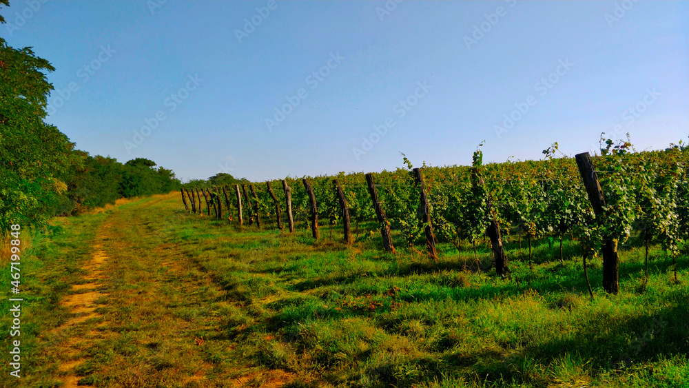 South Moravian vineyard with ripe grapes on it. It's seen from access road. Thick stacks are there to hold ropes that vine uses do grow onto. It's early Autumn and the weather is very nice and pleasan