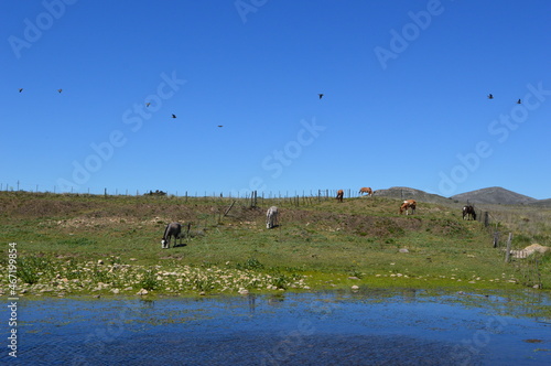 Laguna con campo con caballos