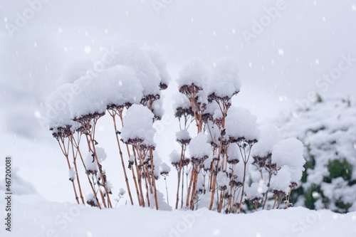 Garden in winter , landscape,  flowers sedum covered with snow photo