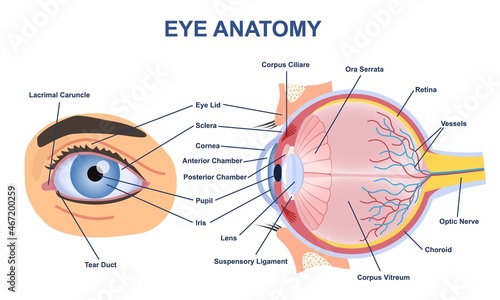 Eye anatome concept