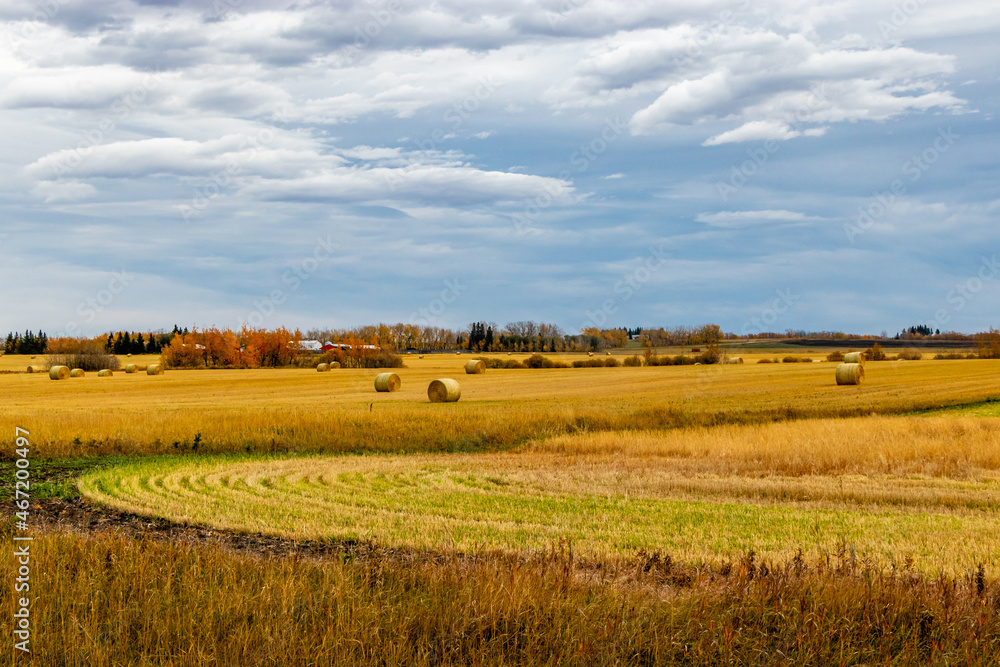 Hay bales wait for storing in a field. Red Deer County, Alberta, Canada