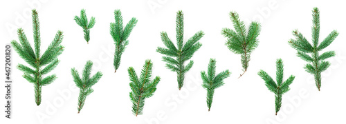Collection of green fir tree branches isolated on white background.