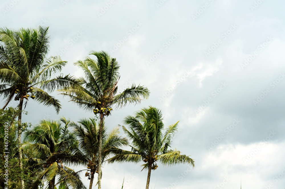 Fototapeta premium coconut palm trees against blue sky
