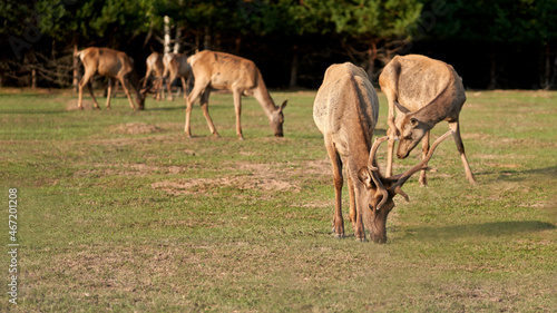 A male deer with a harem of females on a pasture in the forest. Selective focus. Copy space.