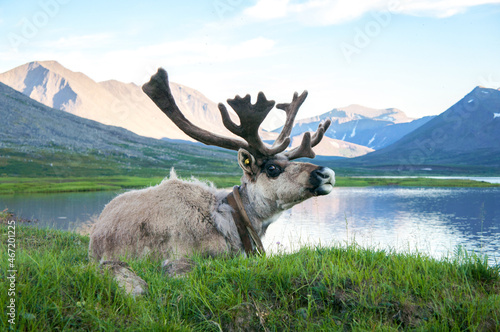 reindeer lies on the background of a lake and mountains, circumpolar summer