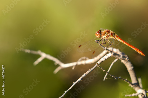 A red dragonfly sitting on a branch of a shrub. Selective focus. Copy space. © ROMAN DZIUBALO