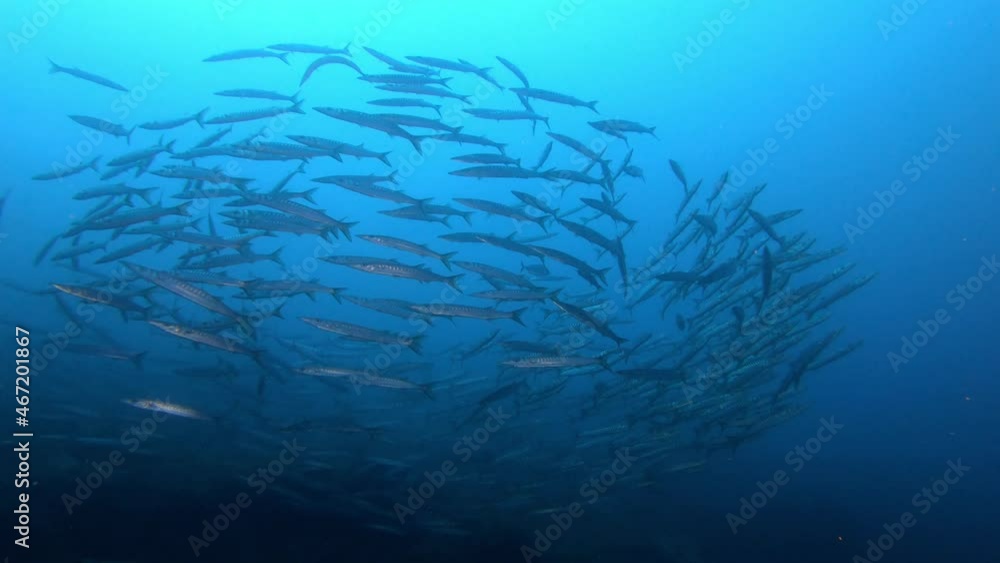 School of barracuda fish in cloudy water School of barracuda fish in cloudy water