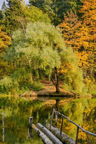 autumn forest. trees in the forest. yellow foliage. Autumn. Russia, odintsovo. lazutinoy track