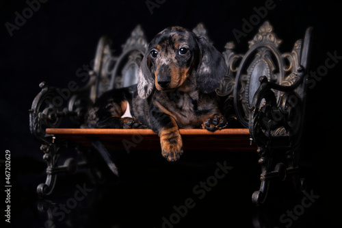 Dog dachshund merle on black background, dog portrait