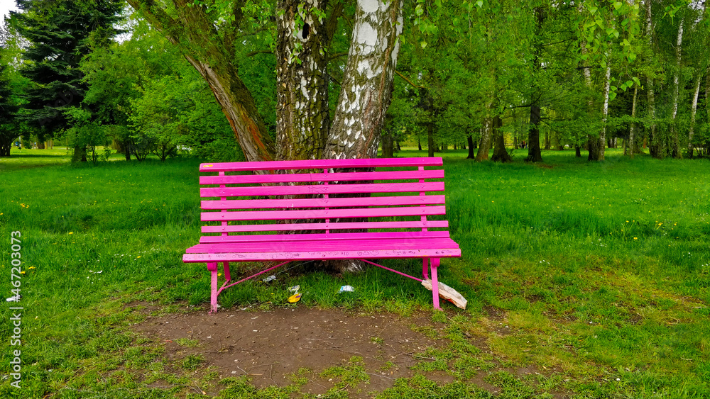 Pink bench in the fresh green park standing by thick birch tree. Beautiful spring weather makes the surrounding nature fresh and relaxing. Pink bench in the fresh green park standing by thick birch tree. Beautiful spring weather makes the surrounding nature fresh and relaxing.