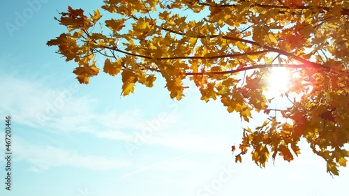 Wallpaper Mural Super slow motion of falling autumn maple leaves. Filmed on high speed cinema camera, 1000 fps. Torontodigital.ca