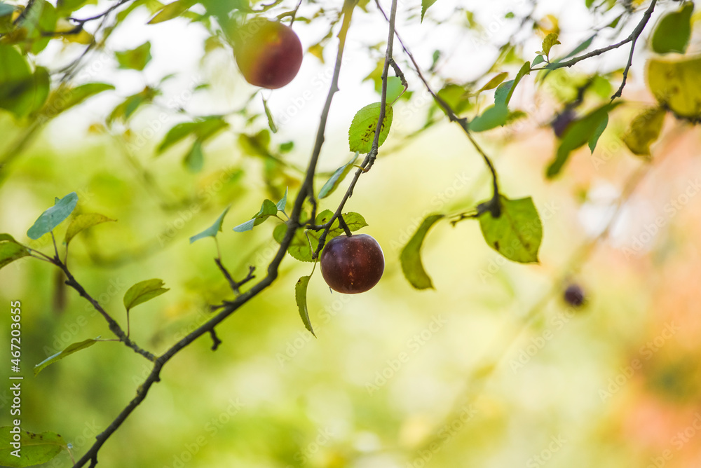 .Apple trees with ripe apples in the autumn light in the garden. .Apple trees with ripe apples in the autumn light in the garden.