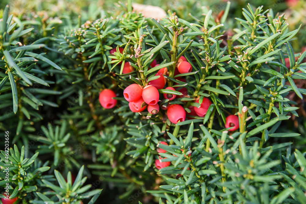 The common yew with its fruit is quotaing in the garden in autumn.