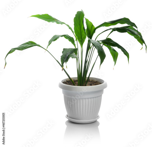 indoor flower on a white background in a white flowerpot