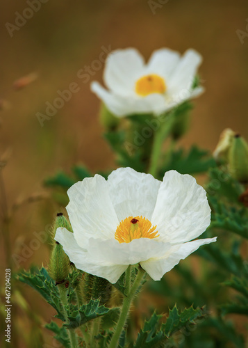 white and yellow flowers