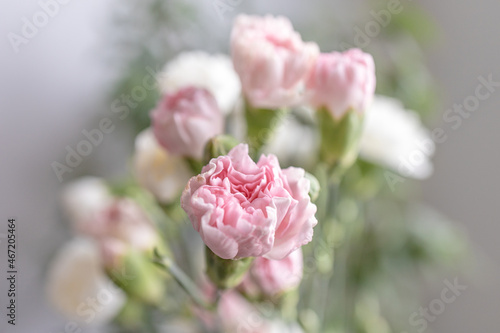 Kwiaty - Goździki różowe