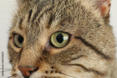 Closeup view of tabby cat with beautiful light green eyes