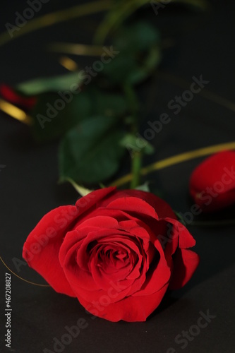 Lovely rose isolated on black background. Noble flowers. A lovely flower for a gift.
