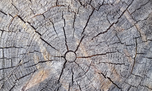 The texture of the tree. A beautiful tree trunk with annual rings and cracks. Background with wood texture