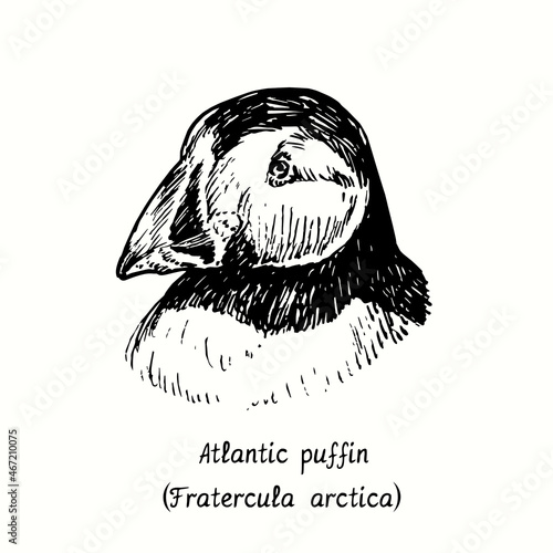 Atlantic puffin (Fratercula arctica) face portrait side view. Ink black and white doodle drawing in woodcut style.