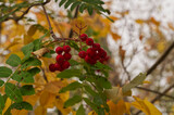 Red Berries of a Mountain Ash Tree