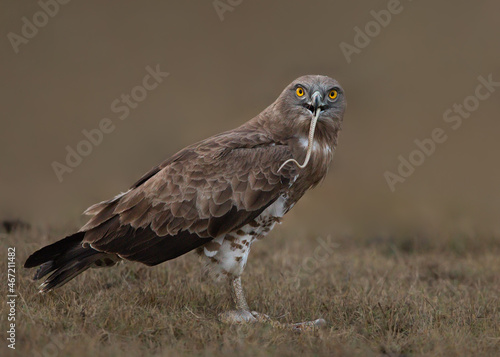 Brown buzzard eating a worm