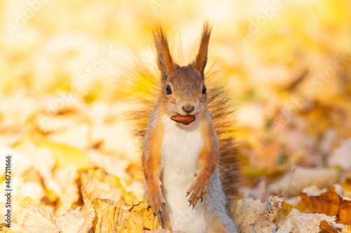 Brown squirrel holding nut in it's mouth