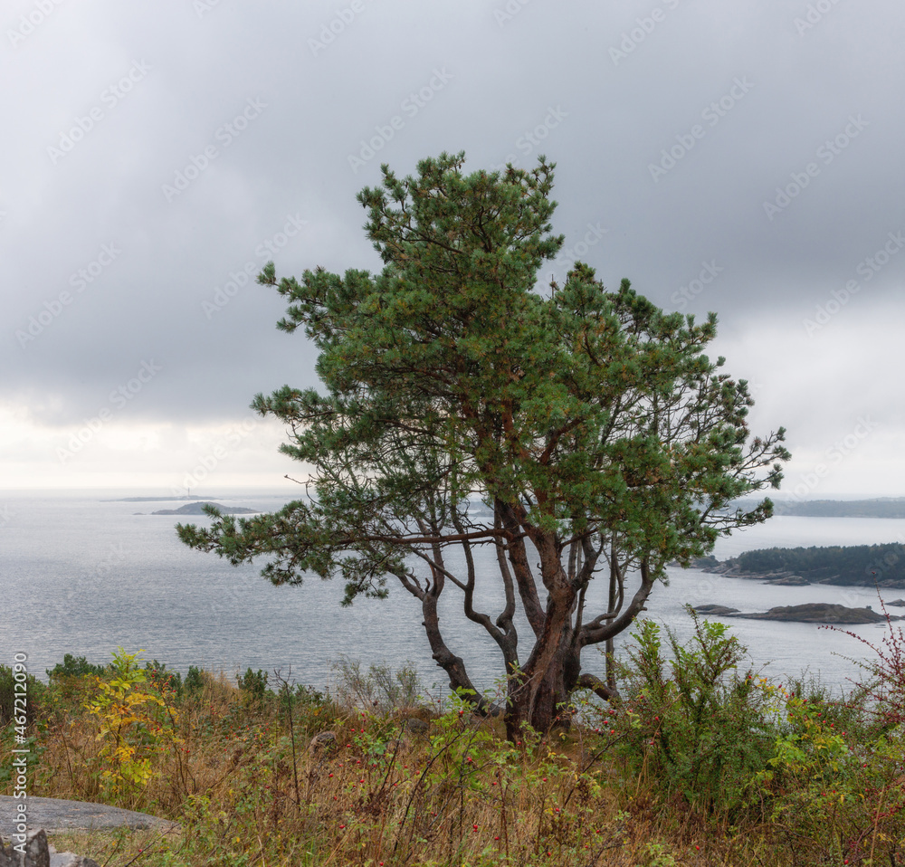 Pine tree at the highest point of Oderoya island with a panoramic view of the fjord and part of Kristiansand Norway