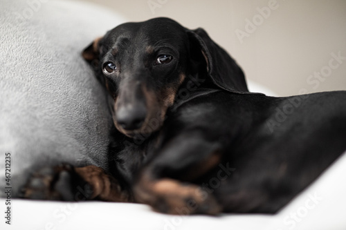Wallpaper Mural Dachshund lying on gray textile Torontodigital.ca