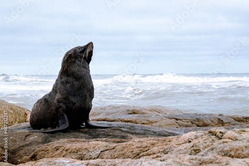 Dark seal on rocky beach photo