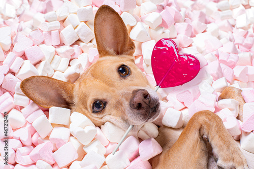 Dog holding heart-shaped lollipop lying in marshmallow photo