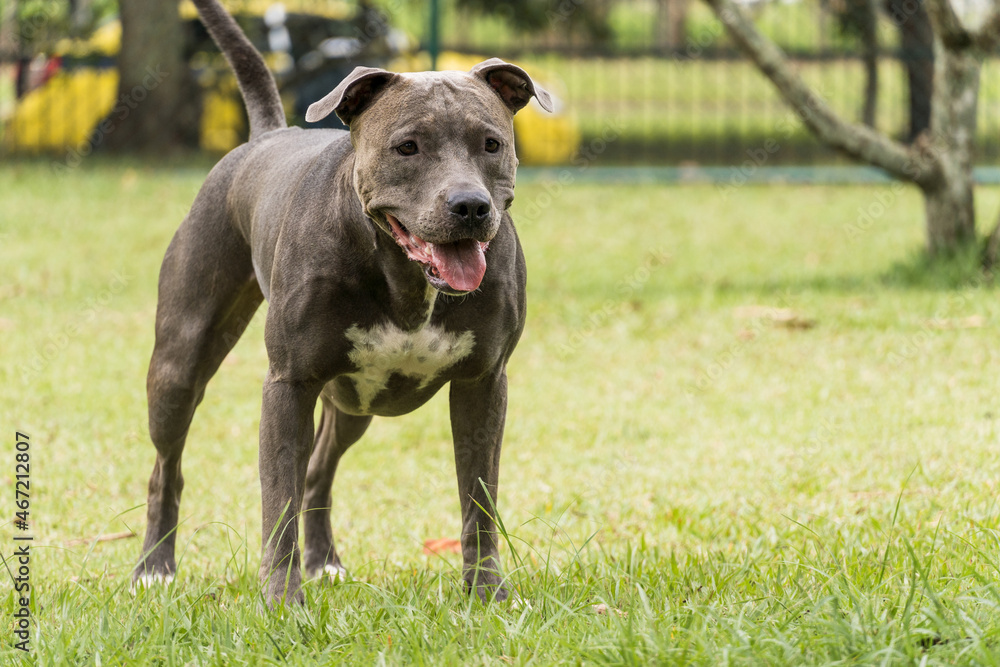 Pit bull dog playing and having fun in the park. Selective focus