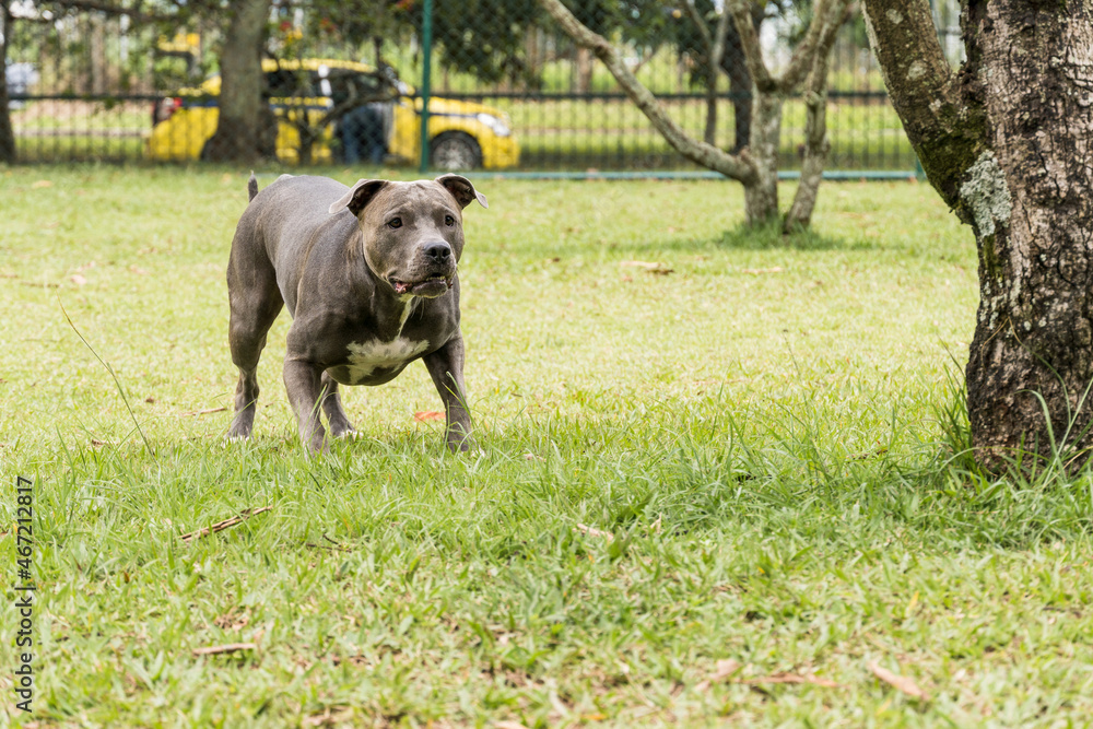 Pit bull dog playing and having fun in the park. Selective focus Pit bull dog playing and having fun in the park. Selective focus