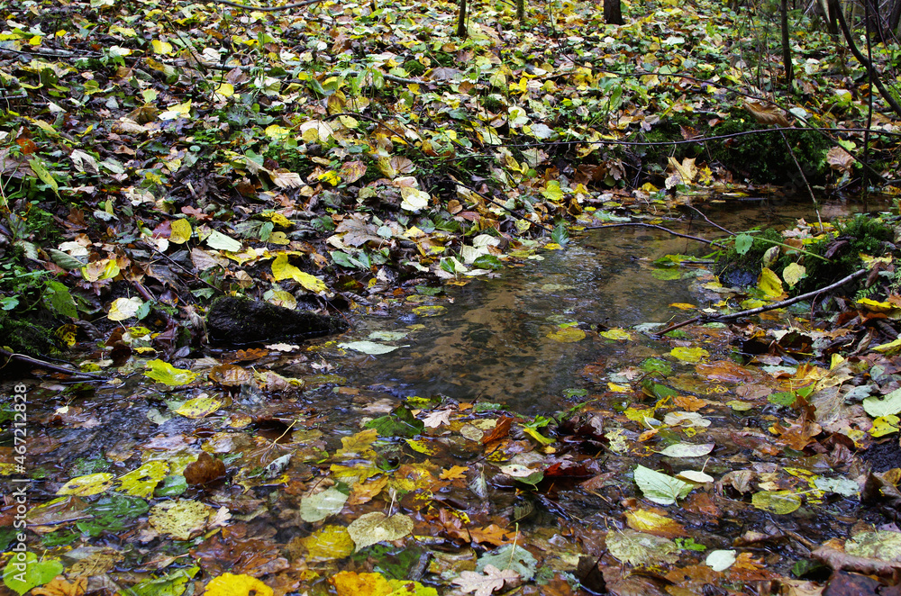 Various autumn leaves  on the ground and the stream
