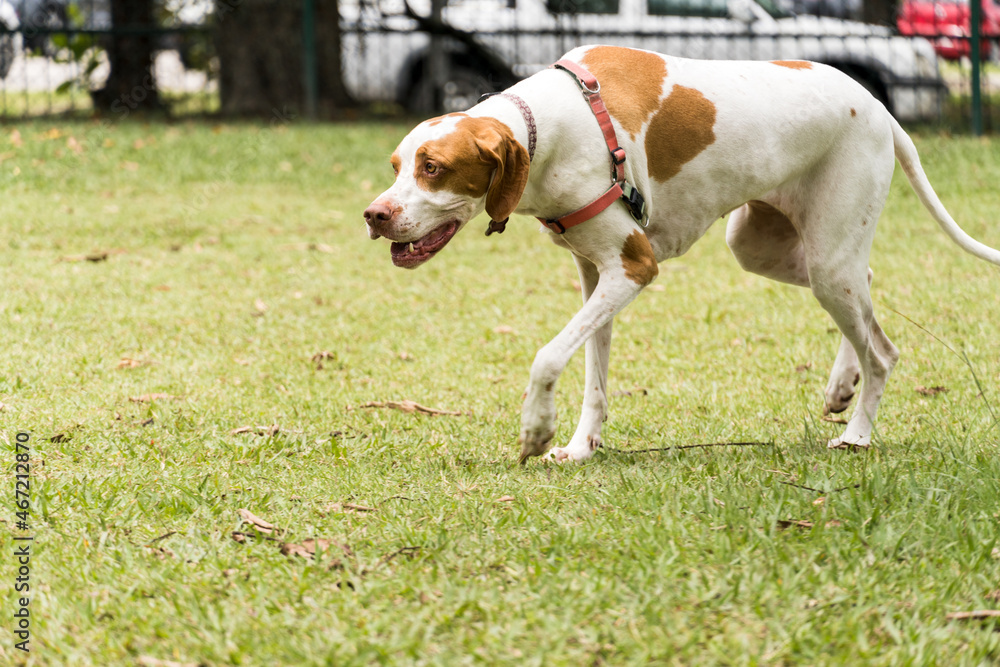 Pointer dog playing and having fun in the park. Selective focus Pointer dog playing and having fun in the park. Selective focus