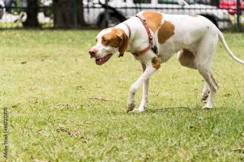 Pointer dog playing and having fun in the park. Selective focus