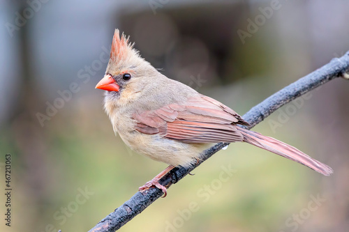 Gray northern cardinal perching on tree branch photo