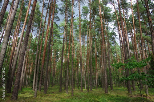 Pine forest