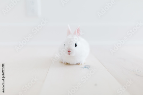 うさぎ アドビストックのデザイン かべいろ Com おしゃれ壁紙リフォーム貼り替え オリジナルインクジェット壁紙