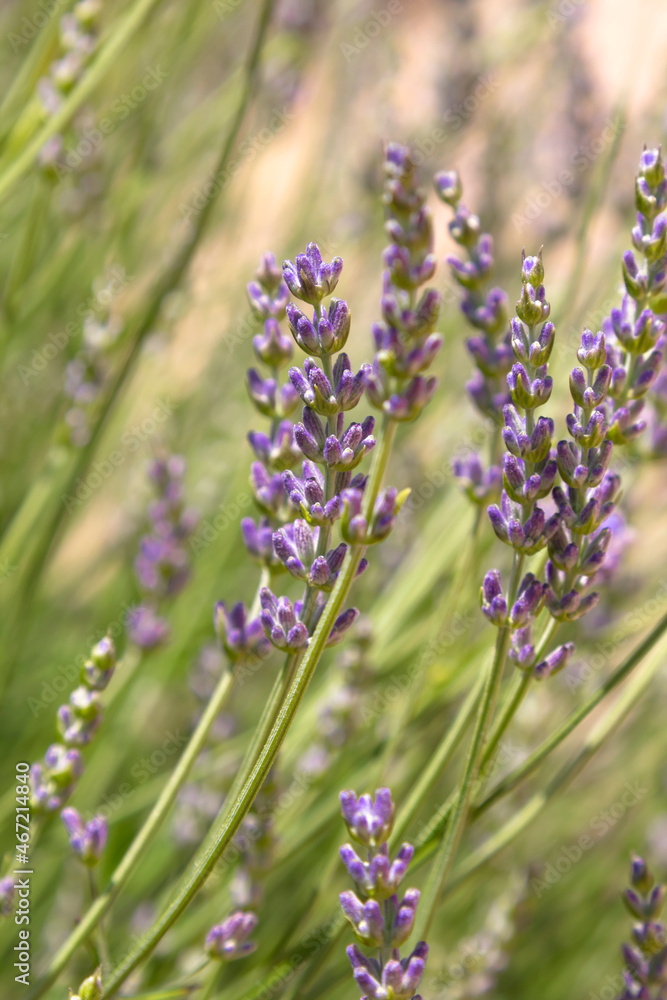 Poster blooming lavender bush in the garden in summer. Nature vertical background. Poster blooming lavender bush in the garden in summer. Nature vertical background.