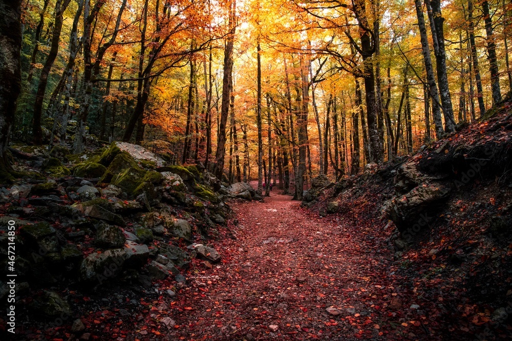 Fototapeta premium Photograph of the forest in Autumn in the Ordesa y Monte Perdido National Park, in the Pyrenees of Aragon, Spain.